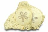 Two Fossil Sand Dollars - France #282677-1